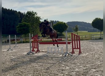 Deutsches Sportpferd, Wallach, 7 Jahre, 170 cm, Dunkelbrauner
