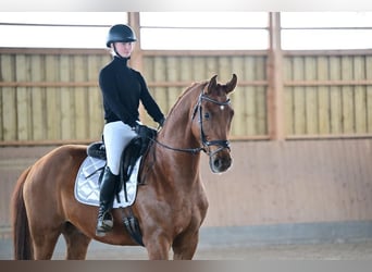 Deutsches Sportpferd, Wallach, 7 Jahre, 170 cm, Fuchs