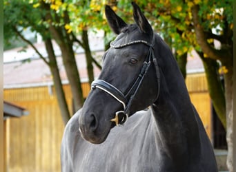 Deutsches Sportpferd, Wallach, 7 Jahre, 170 cm, Rappe