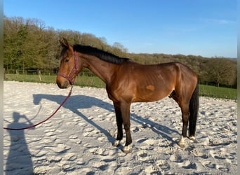 Deutsches Sportpferd, Wallach, 7 Jahre, 172 cm, Brauner