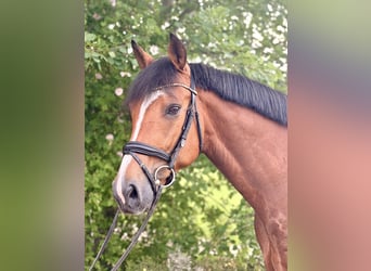 Deutsches Sportpferd, Wallach, 7 Jahre, 172 cm, Brauner