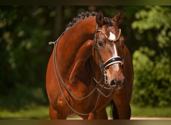 Deutsches Sportpferd, Wallach, 7 Jahre, 172 cm, Dunkelbrauner