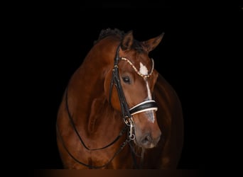 Deutsches Sportpferd, Wallach, 7 Jahre, 172 cm, Dunkelbrauner
