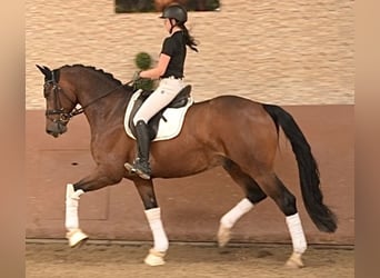 Deutsches Sportpferd, Wallach, 7 Jahre, 172 cm, Dunkelbrauner