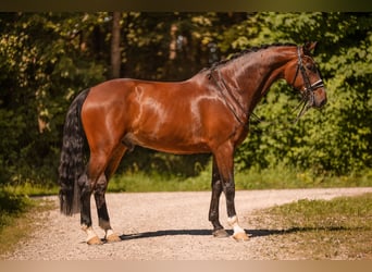 Deutsches Sportpferd, Wallach, 7 Jahre, 172 cm, Dunkelbrauner