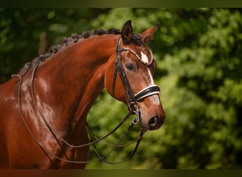 Deutsches Sportpferd, Wallach, 7 Jahre, 172 cm, Dunkelbrauner