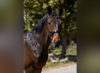 Deutsches Sportpferd, Wallach, 7 Jahre, 172 cm, Dunkelbrauner