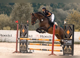 Deutsches Sportpferd, Wallach, 7 Jahre, 172 cm, Dunkelbrauner