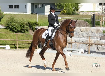 Deutsches Sportpferd, Wallach, 7 Jahre, 172 cm, Dunkelfuchs