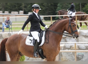 Deutsches Sportpferd, Wallach, 7 Jahre, 172 cm, Dunkelfuchs