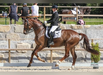 Deutsches Sportpferd, Wallach, 7 Jahre, 172 cm, Dunkelfuchs