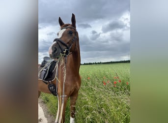 Deutsches Sportpferd, Wallach, 7 Jahre, 172 cm, Fuchs