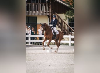Deutsches Sportpferd, Wallach, 7 Jahre, 172 cm, Fuchs