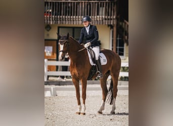 Deutsches Sportpferd, Wallach, 7 Jahre, 172 cm, Fuchs
