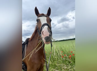 Deutsches Sportpferd, Wallach, 7 Jahre, 172 cm, Fuchs