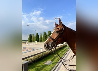 Deutsches Sportpferd, Wallach, 7 Jahre, 172 cm, Fuchs