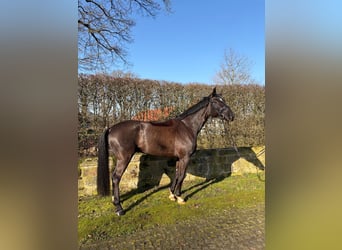 Deutsches Sportpferd, Wallach, 7 Jahre, 172 cm, Rappe