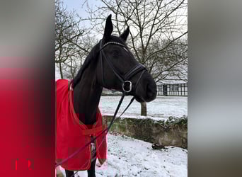 Deutsches Sportpferd, Wallach, 7 Jahre, 172 cm, Rappe