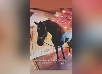 Deutsches Sportpferd, Wallach, 7 Jahre, 172 cm, Rappe