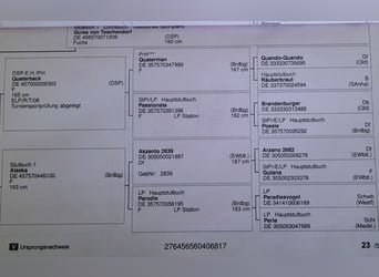 Deutsches Sportpferd, Wallach, 7 Jahre, 172 cm, Schimmel