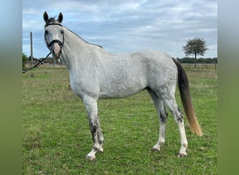 Deutsches Sportpferd, Wallach, 7 Jahre, 172 cm, Schimmel