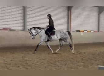Deutsches Sportpferd, Wallach, 7 Jahre, 172 cm, Schimmel