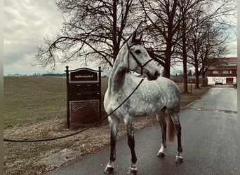 Deutsches Sportpferd, Wallach, 7 Jahre, 172 cm, Schimmel