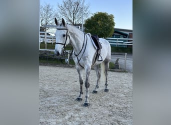 Deutsches Sportpferd, Wallach, 7 Jahre, 172 cm, Schimmel