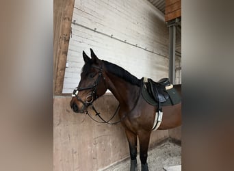 Deutsches Sportpferd, Wallach, 7 Jahre, 172 cm