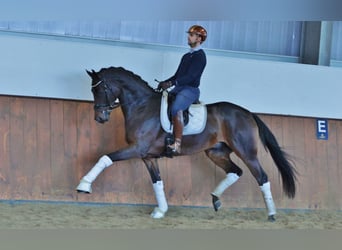 Deutsches Sportpferd, Wallach, 7 Jahre, 173 cm, Brauner