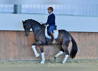 Deutsches Sportpferd, Wallach, 7 Jahre, 173 cm, Brauner