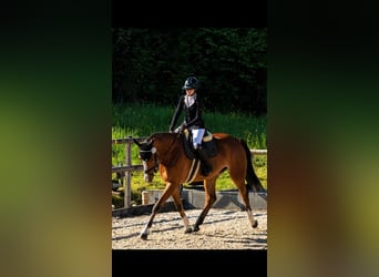 Deutsches Sportpferd, Wallach, 7 Jahre, 173 cm, Brauner