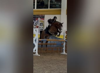 Deutsches Sportpferd, Wallach, 7 Jahre, 173 cm, Brauner