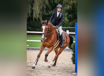 Deutsches Sportpferd, Wallach, 7 Jahre, 173 cm, Brauner