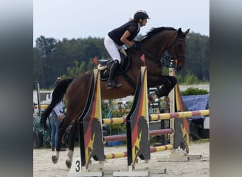 Deutsches Sportpferd, Wallach, 7 Jahre, 173 cm, Dunkelbrauner