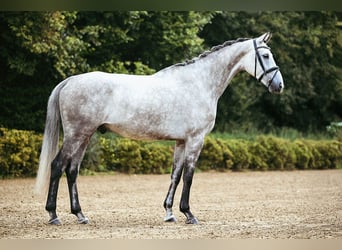 Deutsches Sportpferd, Wallach, 7 Jahre, 173 cm, Schimmel