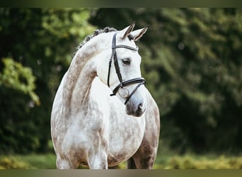 Deutsches Sportpferd, Wallach, 7 Jahre, 173 cm, Schimmel
