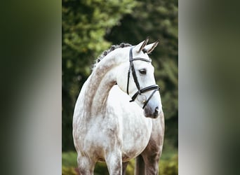 Deutsches Sportpferd, Wallach, 7 Jahre, 173 cm, Schimmel