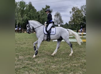 Deutsches Sportpferd, Wallach, 7 Jahre, 173 cm, Schimmel