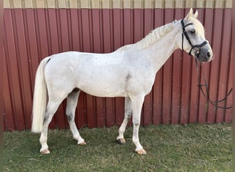 Deutsches Sportpferd, Wallach, 7 Jahre, 173 cm, Schimmel