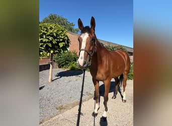 Deutsches Sportpferd, Wallach, 7 Jahre, 174 cm, Brauner