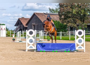 Deutsches Sportpferd, Wallach, 7 Jahre, 174 cm, Brauner