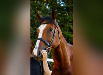 Deutsches Sportpferd, Wallach, 7 Jahre, 174 cm, Brauner