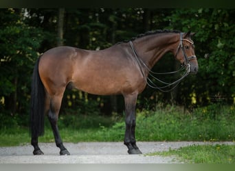 Deutsches Sportpferd, Wallach, 7 Jahre, 174 cm, Dunkelbrauner