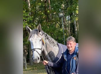 Deutsches Sportpferd, Wallach, 7 Jahre, 174 cm, Schimmel