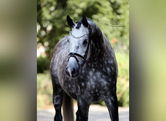 Deutsches Sportpferd, Wallach, 7 Jahre, 175 cm, Apfelschimmel