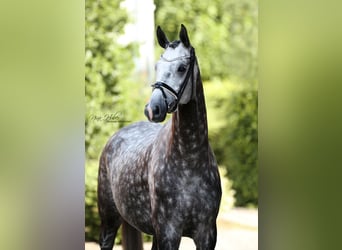 Deutsches Sportpferd, Wallach, 7 Jahre, 175 cm, Apfelschimmel