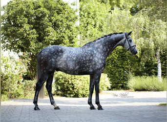 Deutsches Sportpferd, Wallach, 7 Jahre, 175 cm, Apfelschimmel