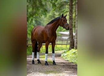 Deutsches Sportpferd, Wallach, 7 Jahre, 175 cm, Brauner