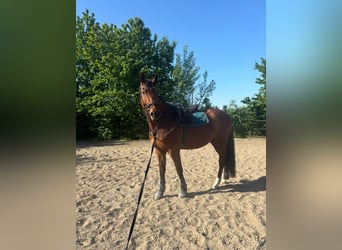 Deutsches Sportpferd, Wallach, 7 Jahre, 175 cm, Brauner
